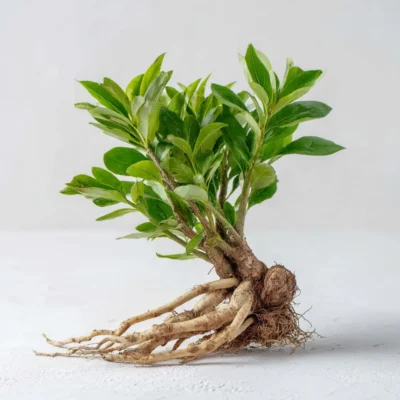 Shatavari pour femme