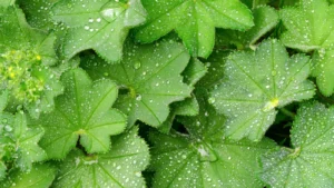 Alchémille pour guérir les troubles féminins et hormonaux.